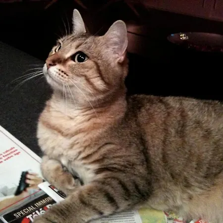 波塞约凡尔赛门展览住宿加早餐旅馆 住宿加早餐酒店 伊西莱穆利诺